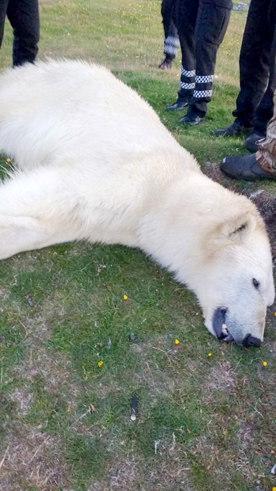 Pic shows: The shot polar bear. A family in Iceland posted bizarre selfies of themselves with a dead polar bear after a neighbour shot the animal when it swam ashore. Polar bears (Ursus maritimus) are not native to Iceland, but occasionally turn up after drifting over on ice flows from Greenland although on this occasion in summer it is believed that the animal simply swam. In Iceland there is a policy of shooting all polar bears on site because having travelled a long way they are regarded as hungry and dangerous to humans. The female polar bear had been spotted by Karitas Gudrunardottir and her husband Egill Thor Bjarnason, who are both farmers who were on a riding tour north of the town Blonduos. The pair instantly locked themselves and their children in the farmhouse, and notified a neighbour who dispatched the polar bear with a single bullet from 130 metres away. They also notified the police who also warned other people in the area to stay indoors. The carcass of the dead bear was picked up by a mechanical excavator and eventually ended up in refrigeration in nearby Skagastrond but not before the family had taken some selfies, and posted them online. The Icelandic Institute of Natural History will receive the carcass and dissect it and Kristjan Thorbjornsson, chief superintendent in Saudarkrokur town, said that as soon as the animal came ashore in Iceland its fate was sealed. He told local media: "There was never any doubt that it would not have to be shot because they were inhabited dwellings nearby, the closest farm was only a few hundred metres away and tourists were also camped around a kilometre away." It is the first polar bear sighting in Iceland since 2010, while another two were shot and killed in the north-western part of the country in 2008. The animal will probably be stuffed and displayed in a museum. There have only been a few hundred recorded sightings of polar bears in Iceland throughout recorded history, the country's Institute of N