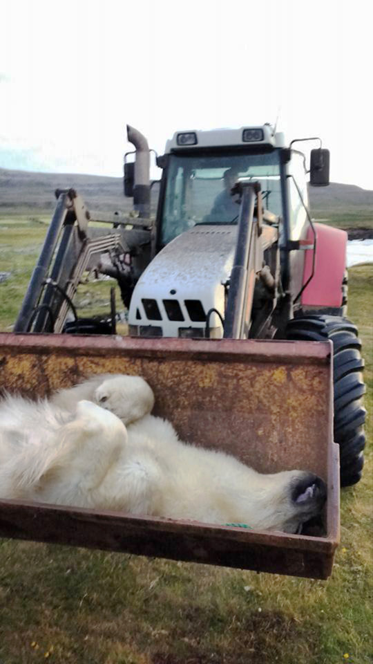 Pic shows: The shot polar bear. A family in Iceland posted bizarre selfies of themselves with a dead polar bear after a neighbour shot the animal when it swam ashore. Polar bears (Ursus maritimus) are not native to Iceland, but occasionally turn up after drifting over on ice flows from Greenland although on this occasion in summer it is believed that the animal simply swam. In Iceland there is a policy of shooting all polar bears on site because having travelled a long way they are regarded as hungry and dangerous to humans. The female polar bear had been spotted by Karitas Gudrunardottir and her husband Egill Thor Bjarnason, who are both farmers who were on a riding tour north of the town Blonduos. The pair instantly locked themselves and their children in the farmhouse, and notified a neighbour who dispatched the polar bear with a single bullet from 130 metres away. They also notified the police who also warned other people in the area to stay indoors. The carcass of the dead bear was picked up by a mechanical excavator and eventually ended up in refrigeration in nearby Skagastrond but not before the family had taken some selfies, and posted them online. The Icelandic Institute of Natural History will receive the carcass and dissect it and Kristjan Thorbjornsson, chief superintendent in Saudarkrokur town, said that as soon as the animal came ashore in Iceland its fate was sealed. He told local media: "There was never any doubt that it would not have to be shot because they were inhabited dwellings nearby, the closest farm was only a few hundred metres away and tourists were also camped around a kilometre away." It is the first polar bear sighting in Iceland since 2010, while another two were shot and killed in the north-western part of the country in 2008. The animal will probably be stuffed and displayed in a museum. There have only been a few hundred recorded sightings of polar bears in Iceland throughout recorded history, the country's Institute of N
