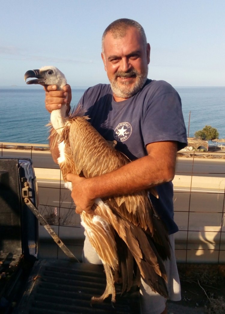gipaetos