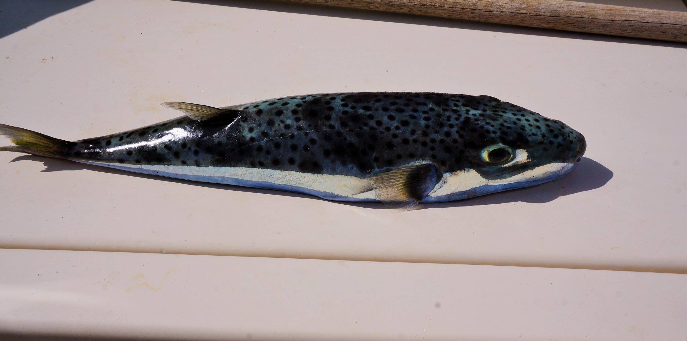 lagokefalos-kissamos-1