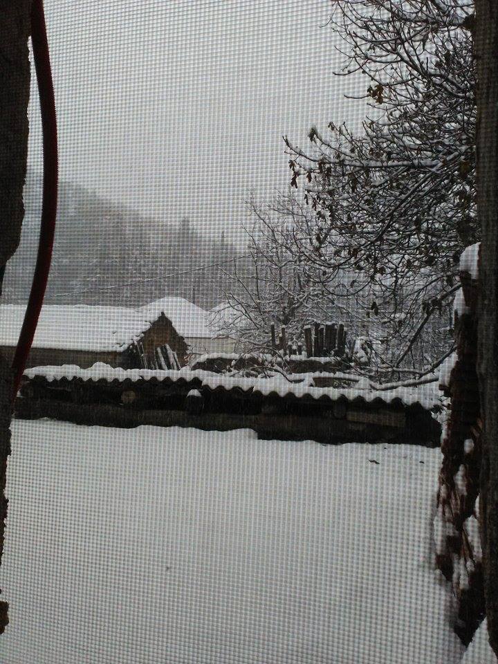 theriso2_katsifarakis