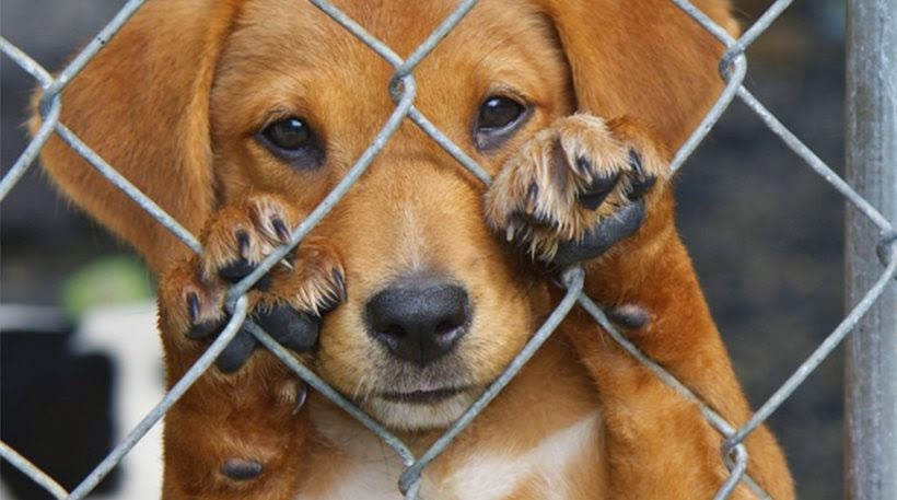 έναρξη-προγράμματος-στείρωσης-και-πε-174887