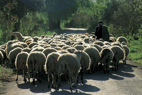 κρήτη-φρένο-σε-ζωοκλοπές-με-μεγάλη-222236