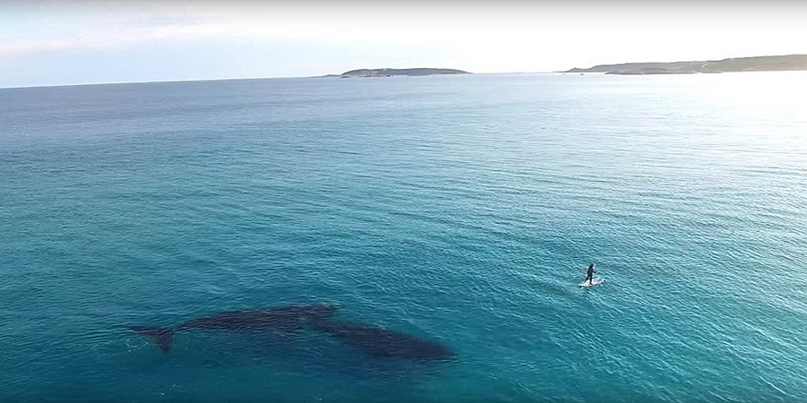 ξεβράστηκε-νεκρή-νεαρή-φάλαινα-φυσητ-399649