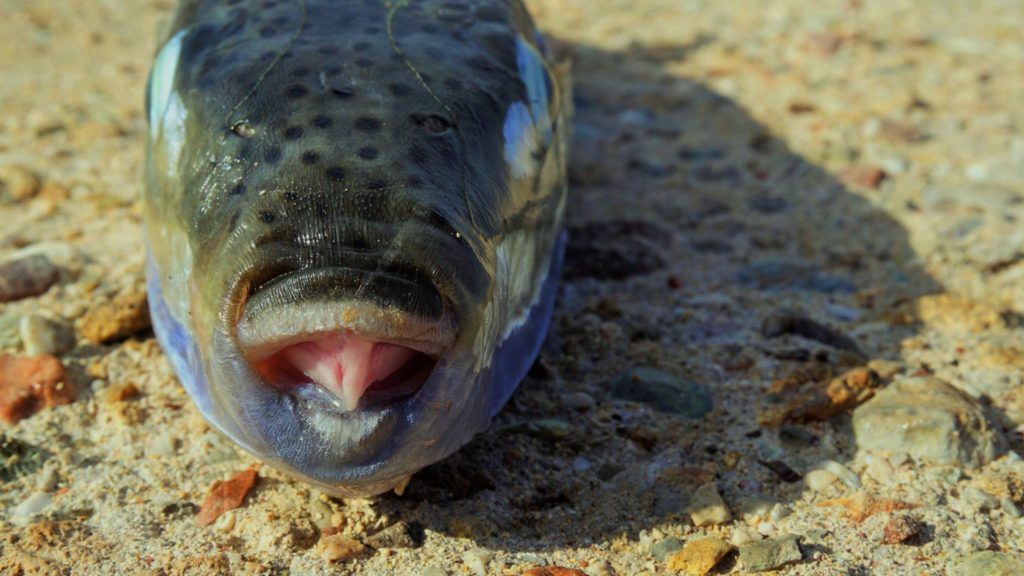 οι-επικίνδυνοι-λαγοκέφαλοι-έφτασαν-κ-435279