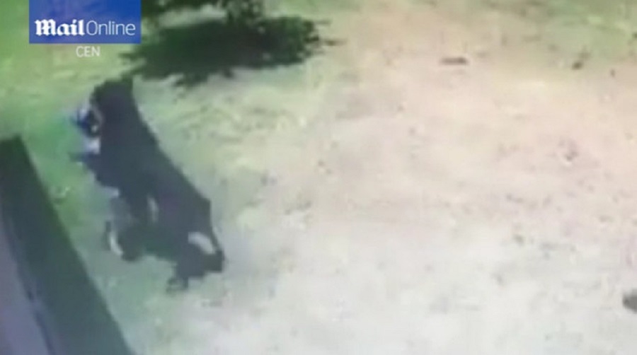 η-τρομακτική-στιγμή-που-ροτβάιλερ-επι-470697