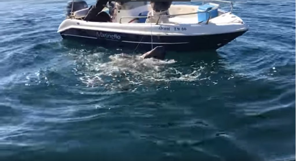απίστευτο-ψαράς-έπιασε-σκυλόψαρο-με-π-506823