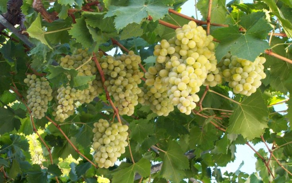 τρεις-λόγοι-για-να-τρώτε-τα-κουκούτσια-569697