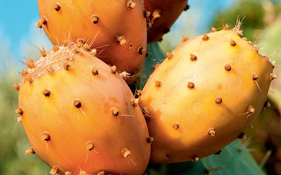 τρώτε-φραγκόσυκα-δεν-φαντάζεστε-πόσο-920816