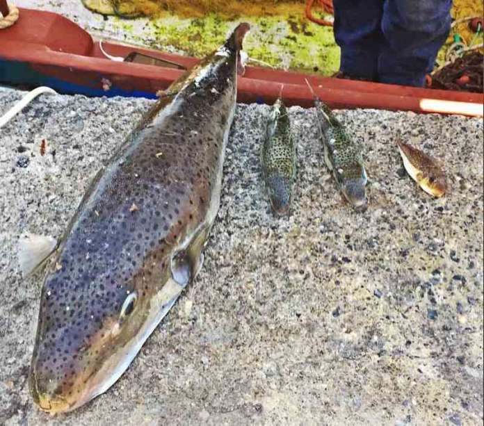 αυξάνονται-στα-νερά-της-κρήτης-οι-λαγο-595489