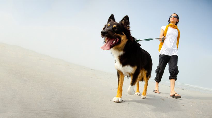 αλλάζει-ο-νόμος-για-τα-κατοικίδια-υποχ-667955