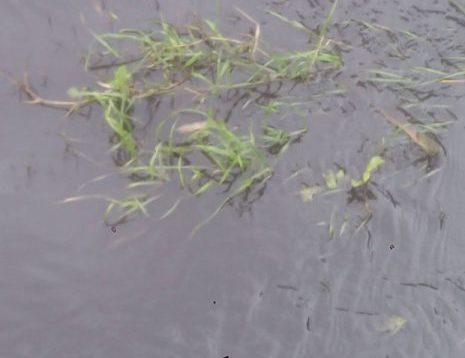 κρήτη-θλιβερές-εικόνες-γέμισε-κατσίγ-782588