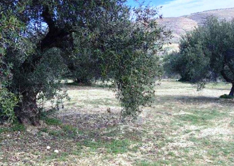 όσοι-ράβδισαν-ράβδισαν-ολοκληρωτ-784427