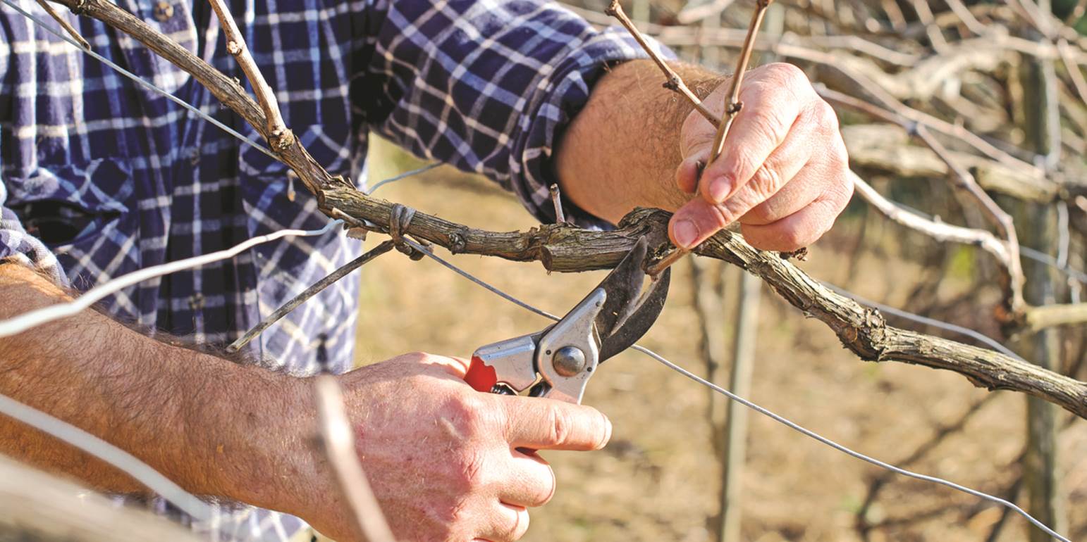 Виноградник после весенней обрезки