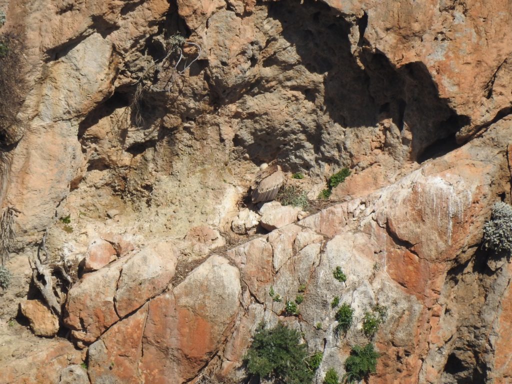 χανιά-ο-πρώτος-νεοσσός-γύπας-εκκολάφτ-830270