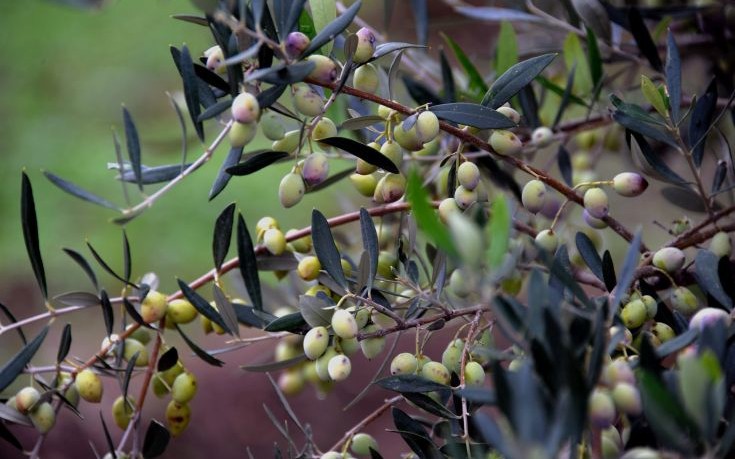 ημερίδα-στην-κρήτη-για-την-ελαιοκαλλι-861140