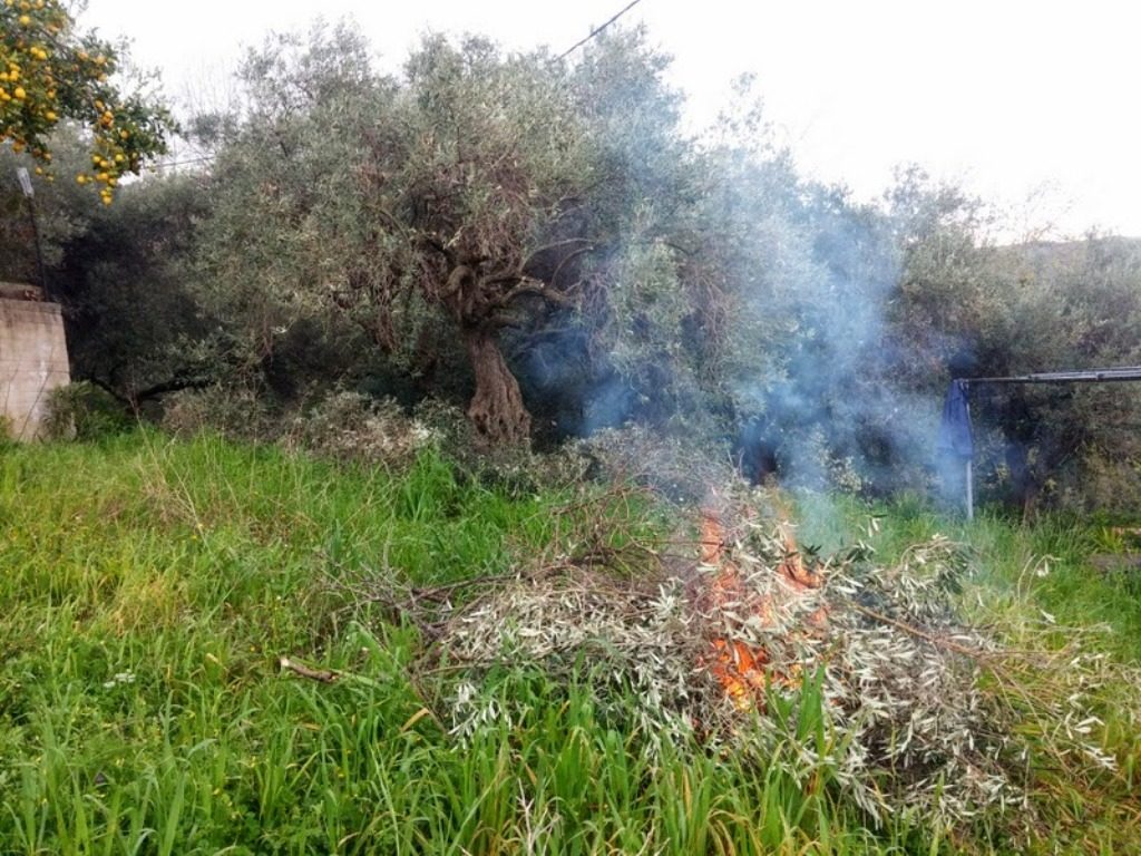 χανιά-τους-έκαψαν-τα-κλαδιά-και-τα-σ-871626