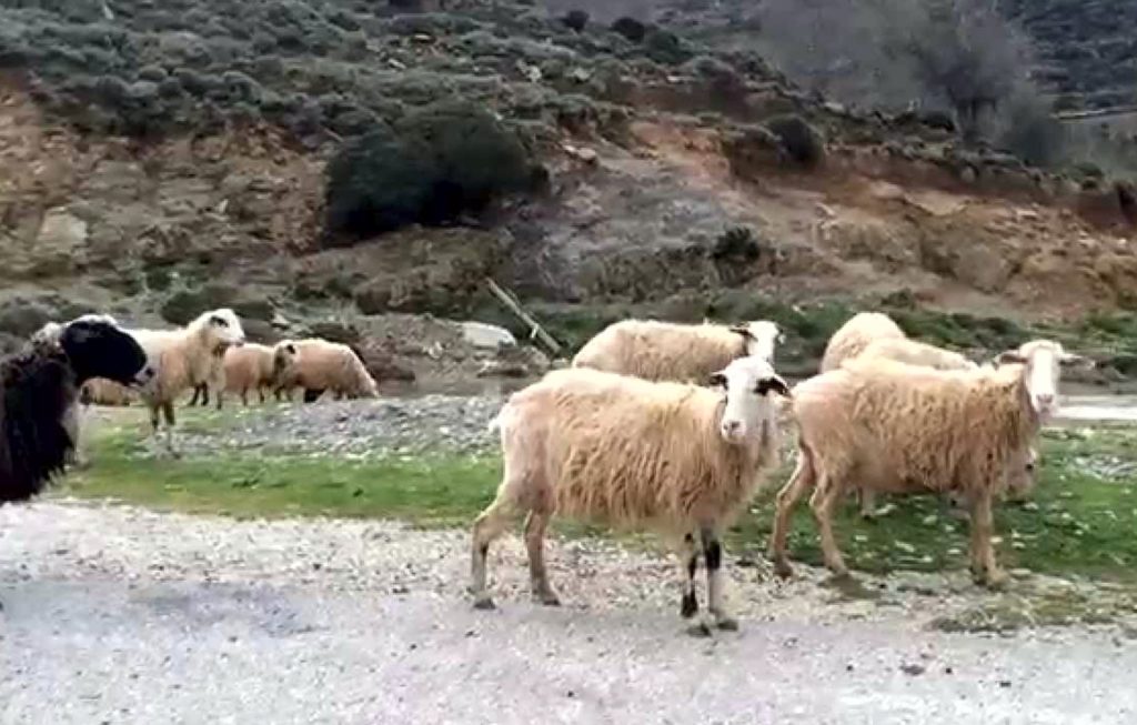 κρήτη-οι-κατσίκες-μπήκαν-σε-ξένο-χωράφ-870393