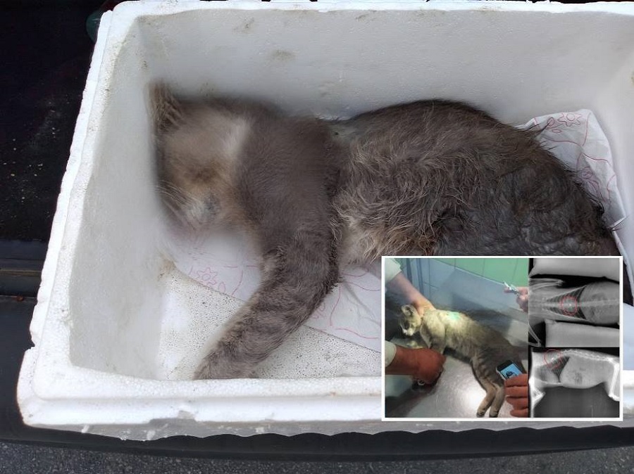 πέθανε-ο-γατούλης-που-πυροβολήθηκε-απ-892503