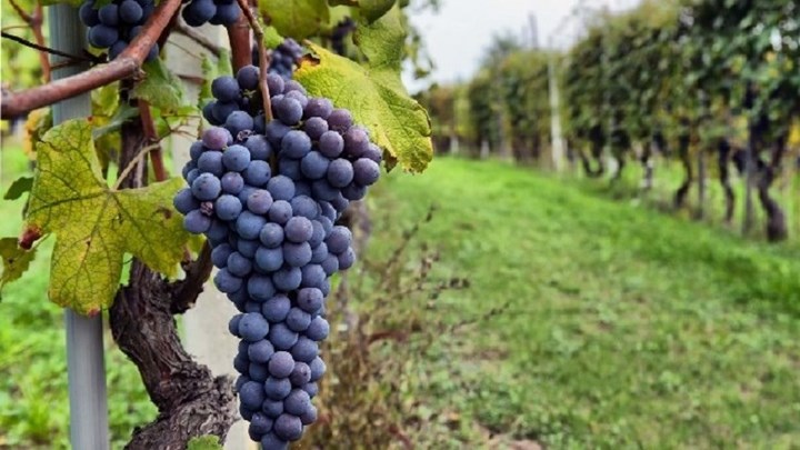 μετανάστες-άφησαν-χρήματα-για-τα-σταφ-930554