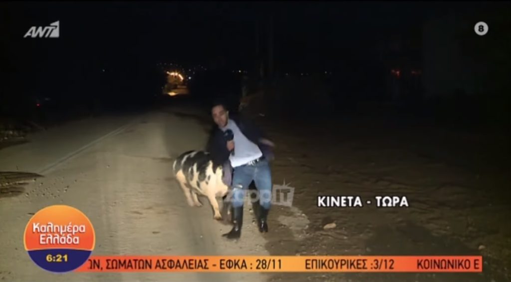 θηλυκό-γουρούνι-κυνηγούσε-τον-ρεπόρτ-958521