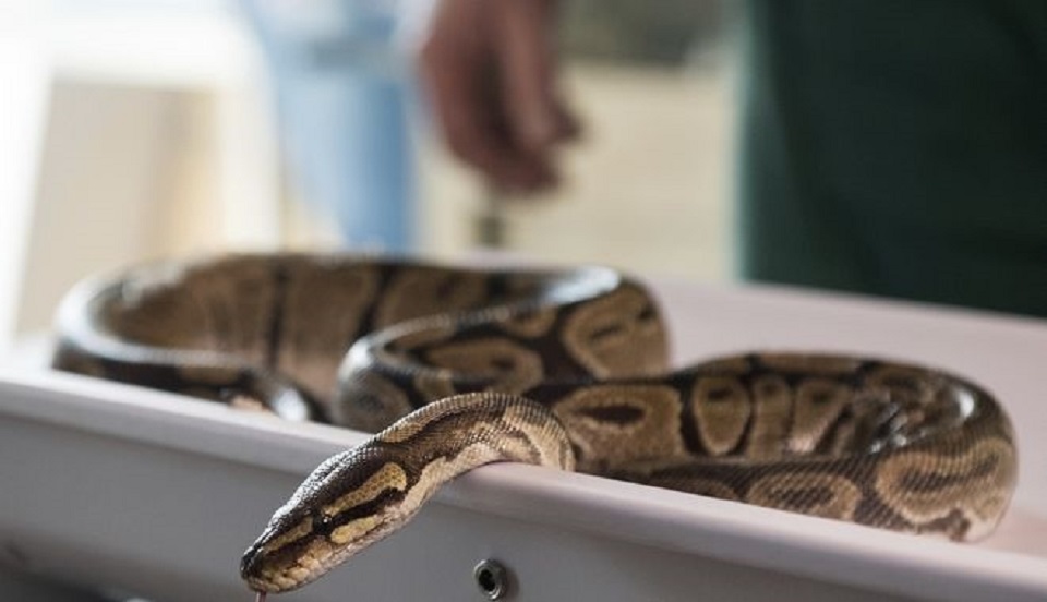 φρικτός-θάνατος-γυναίκας-στις-ηπα-τη-946817