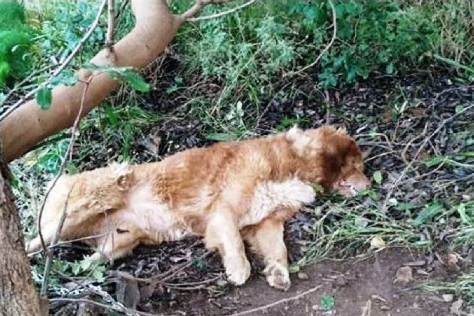 μήνυση-για-συκοφαντική-δυσφήμιση-κάν-985277