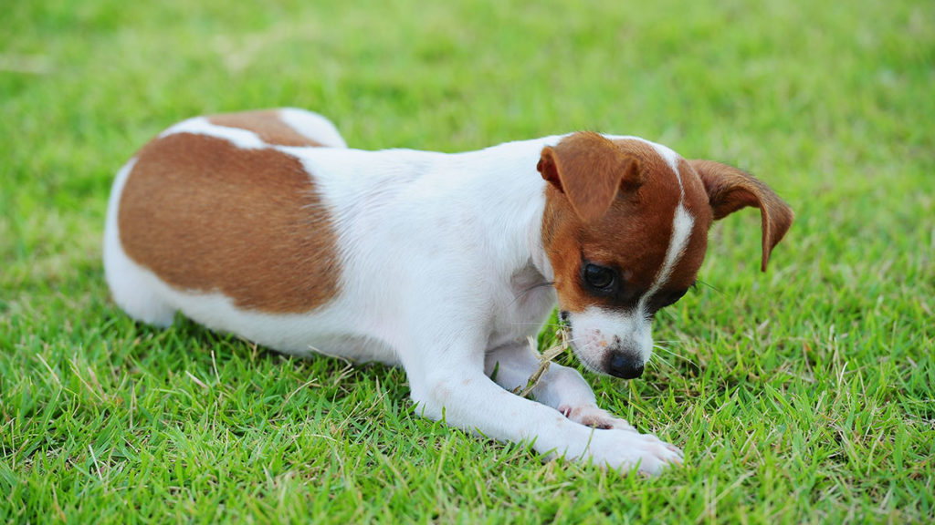 γιατί-οι-σκύλοι-τρώνε-χορτάρι-991595