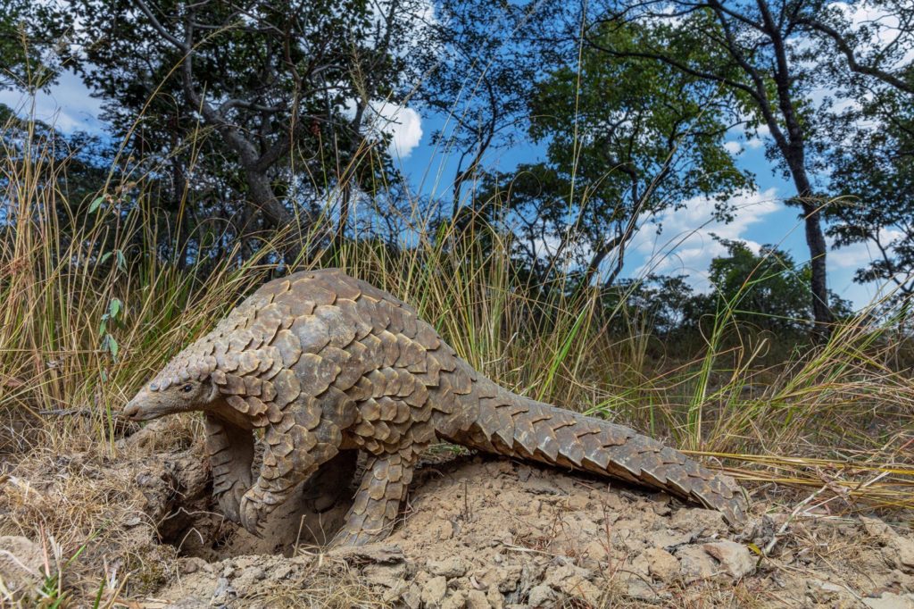 ανατροπή-στην-προέλευση-του-κορωνοϊο-994703