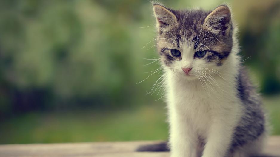 γάτος-επέστρεψε-στο-σπίτι-του-μετά-από-5-1048499