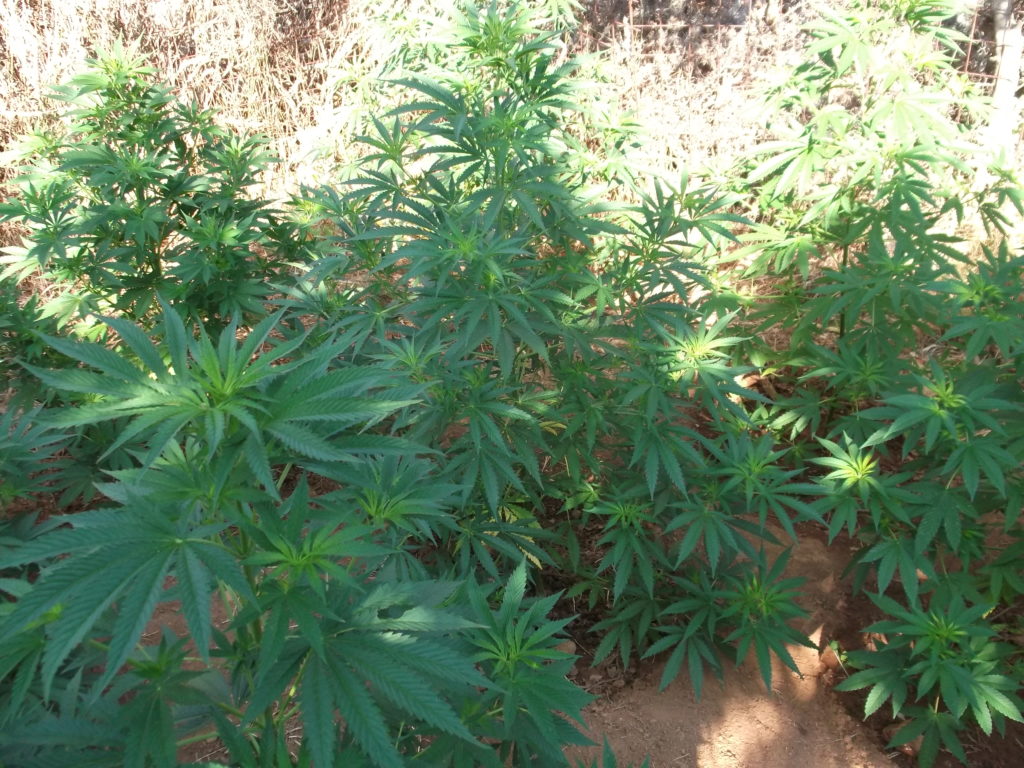 κρήτη-η-χασισοφυτεία-βρέθηκε-οι-καλλι-1072405