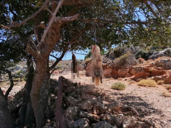 χανιά-σήμερα-η-αυτοκινητοπορεία-φιλό-1092833