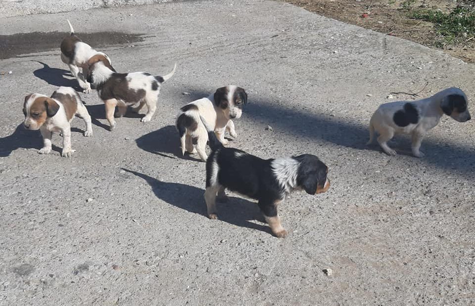 χανιά-τέσσερις-μέρες-στείρωναν-αδέσπ-1182171