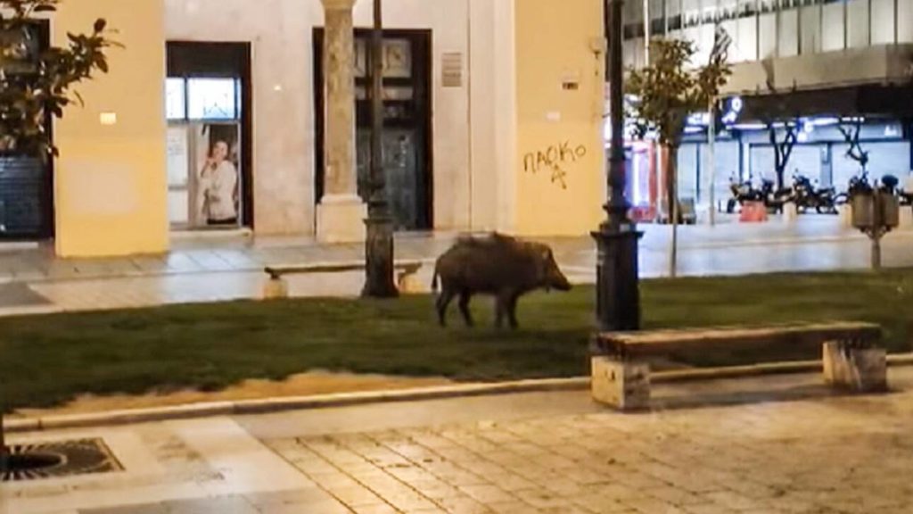 απίστευτες-εικόνες-αγριογούρουνο-κό-1218073