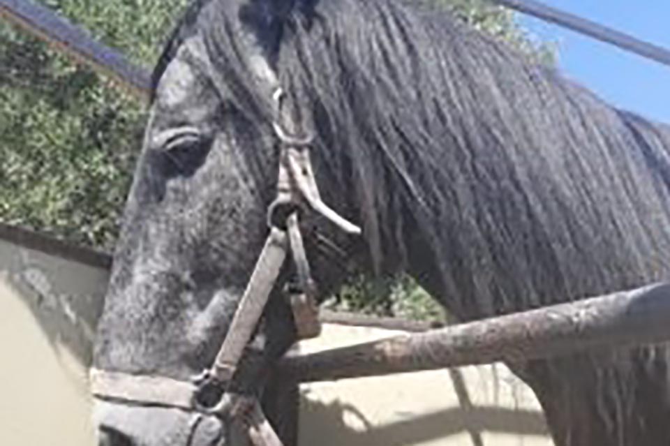 βαρύ-πρόστιμο-30-300e-σε-κρητικό-που-κακοποι-1234696