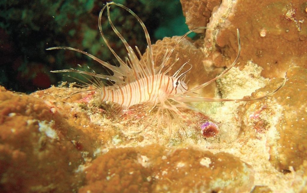 τα-ψάρια-εισβολείς-που-κυριεύουν-1246524