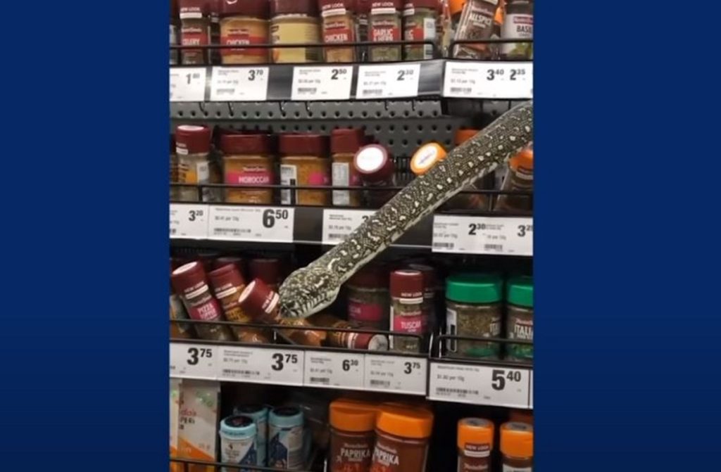 πύθωνας-πετάγεται-από-ράφι-σούπερ-μ-1269184