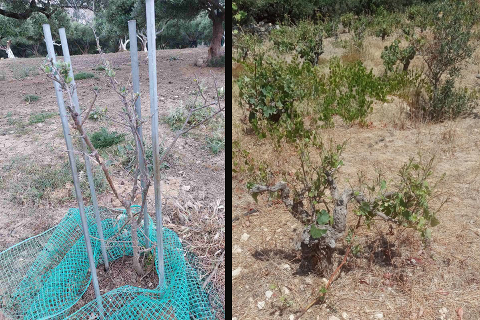 χανιά-στα-όριά-τους-οι-κάτοικοι-σε-χωρ-1280597