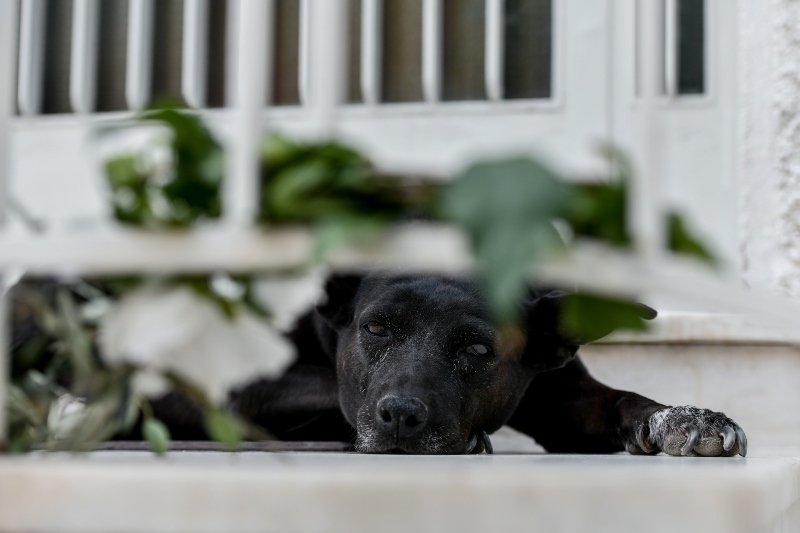 μίκης-θεοδωράκης-βράχος-η-μυρτώ-θλ-1277153