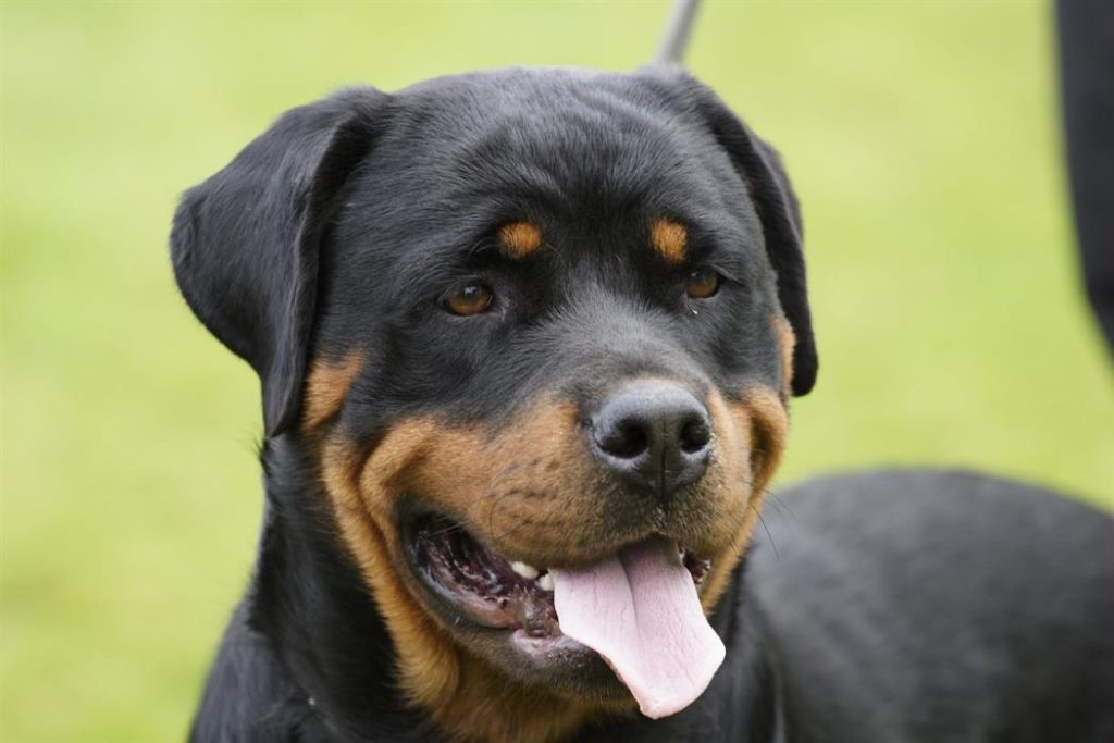 γαύδος-τα-ροτβάιλερ-που-επιτέθηκαν-σε-3-1294498