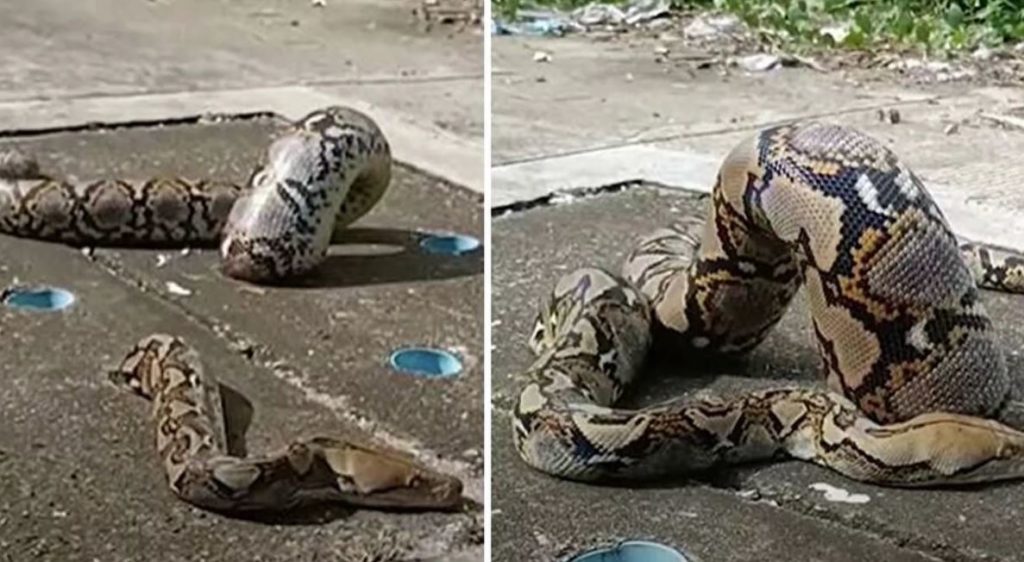 χοντρό-μπλέξιμο-φαγανός-πύθωνας-σφήν-1337542