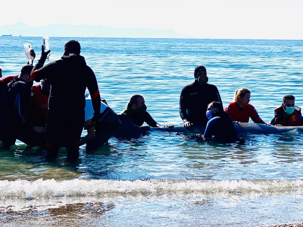 στη-σαλαμίνα-βρίσκεται-η-μικρή-φάλαιν-1367177
