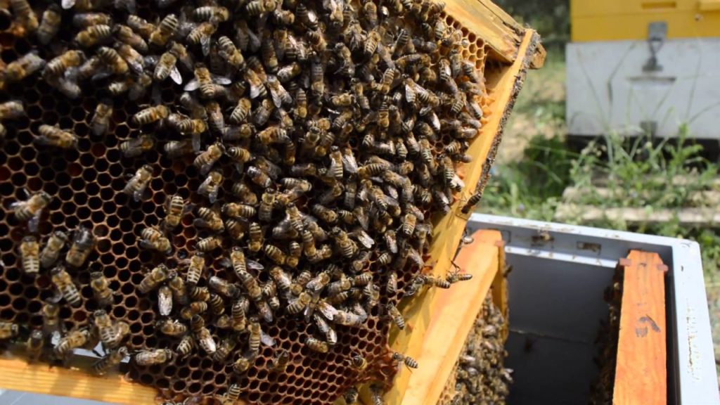 προοπτικές-για-το-χανιώτικο-μέλι-της-κ-1353492