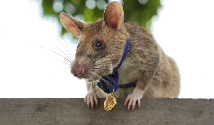 καμπότζη-πέθανε-ο-αρουραίος-ήρωας-μαγ-1354960