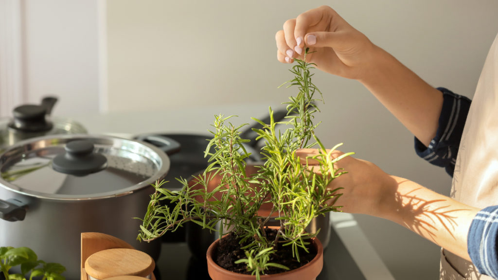 το-μαγικό-βοτάνι-που-διώχνει-το-άγχος-τ-1370878