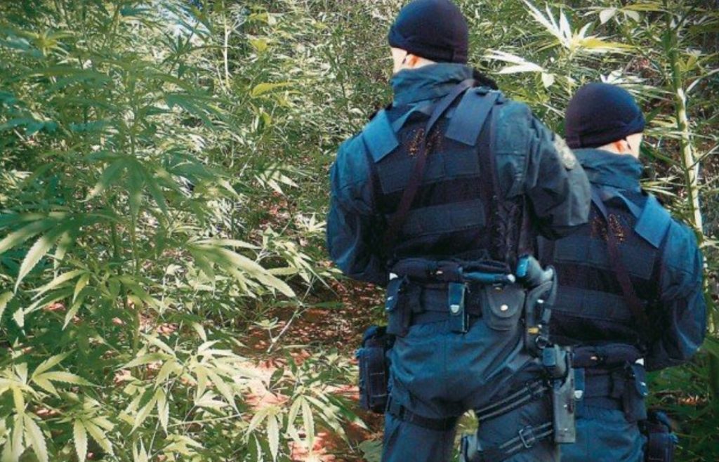 ένας-βρετανός-πίσω-από-τις-χασισοφυ-1466694