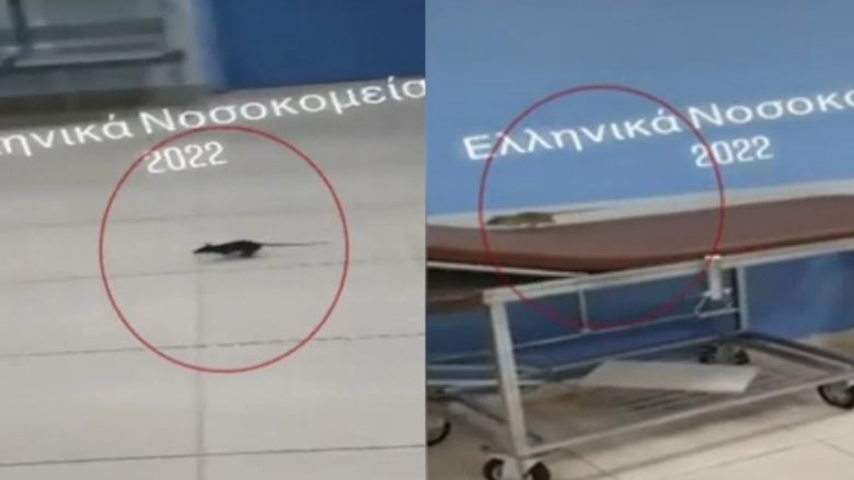 ποντίκι-κόβει-βόλτες-στα-εξωτερικά-1499179