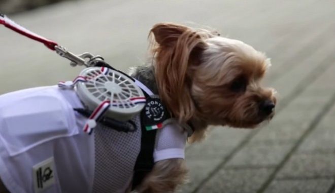 ιαπωνία-αντιδράσεις-για-φορητούς-ανε-1498438