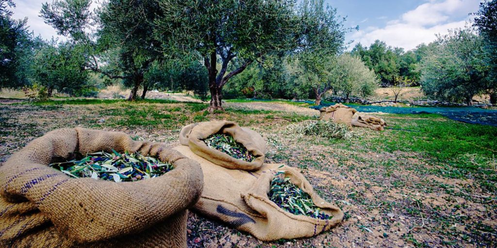 πρώιμο-λιομάζωμα-στην-κρήτη-λόγω-δάκο-1544588