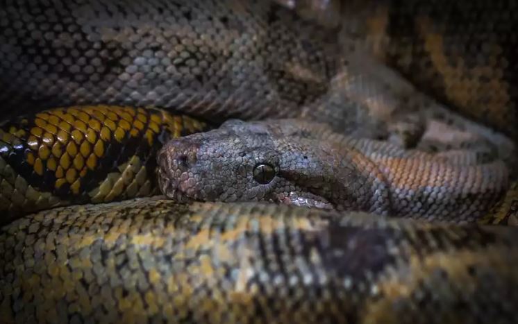 ανατριχιαστικό-βίντεο-βρήκαν-στο-στο-1564119